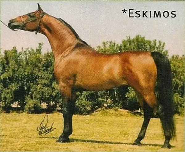 Eskimos