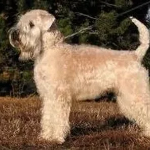 Soft Coated Woxer (Designer Dog)