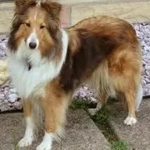 Sheltie Shepherd (Designer Dog)