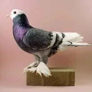 Saxon Field Pigeon