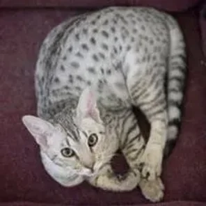 Cheetoh