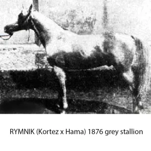 Rymnik