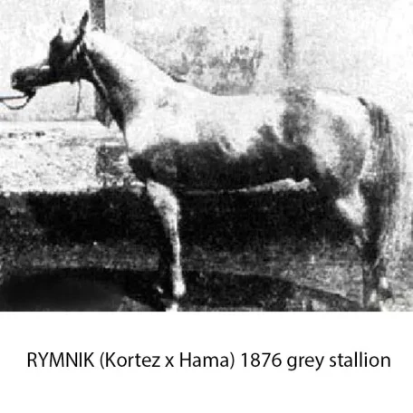 Rymnik