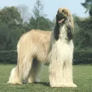 Afghan Sheepdog (Designer Dog)