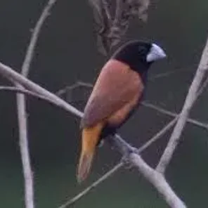 Grand Manakin