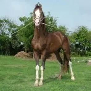 Kathiawari