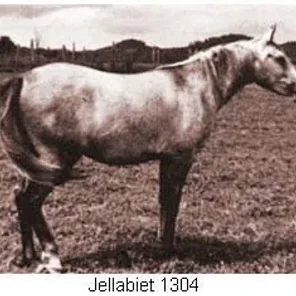 Jellabiet