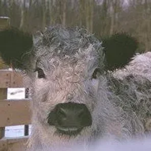 White Galloway