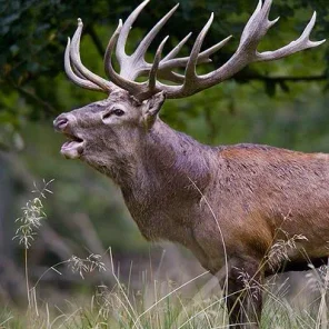 Deer