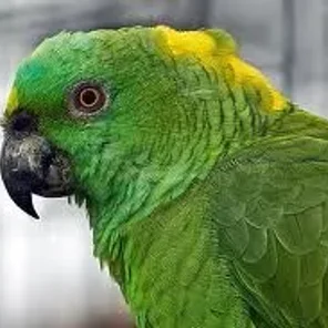 Yellow-naped Amazon