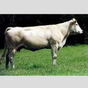 Blonde d'Aquitaine