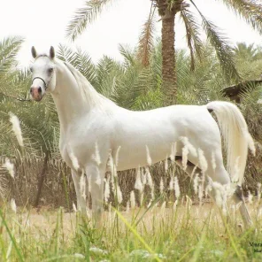Murad Al Orobah