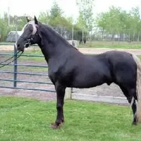 Bryant's King George