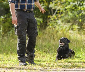 Am I a Bad Pet Owner If My Dog Won't Follow Basic Commands?