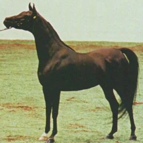 Bey Fireeshah