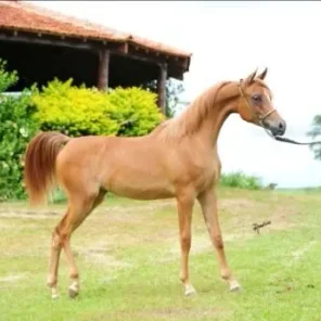 S&S Fadheela HJ