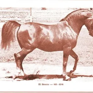 El Sirocco