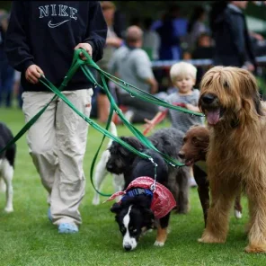 National Poll for Top 15 Most Popular Dogs