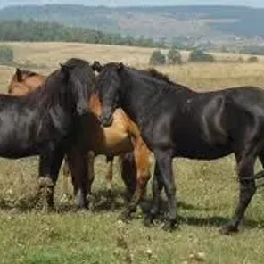 Bosnian