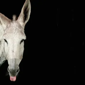 Which Donkey Kicks Ass?