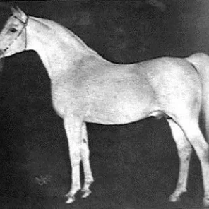 Habu