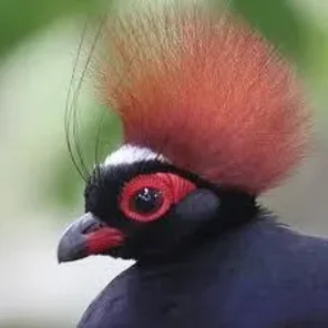 Crested Partridge