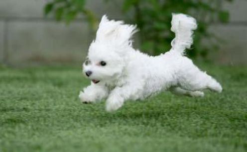 Bichon Frise