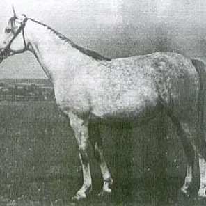 arwila