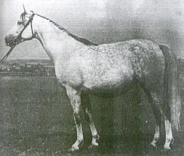 arwila
