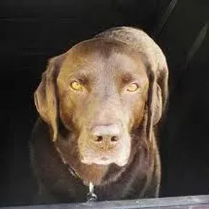 Labralas (Designer Dog)