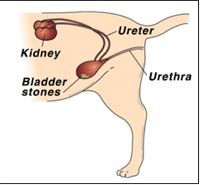 Cystitis (bladder inflammation), Urethral Blockage, Bladder/Kidney Stones - Pt 1
