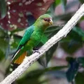 Golden-tailed Parrotlet