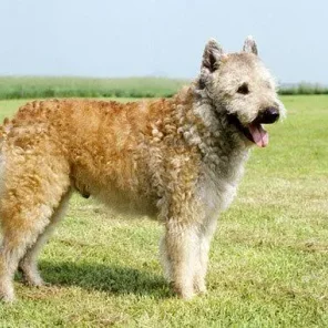 Belgian Laekenois