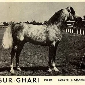 Sur-Ghari