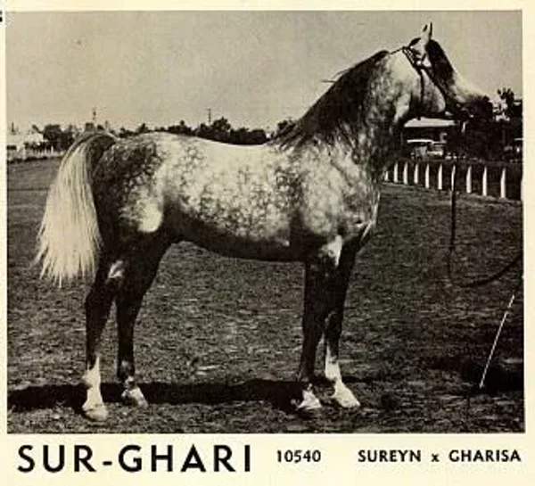Sur-Ghari