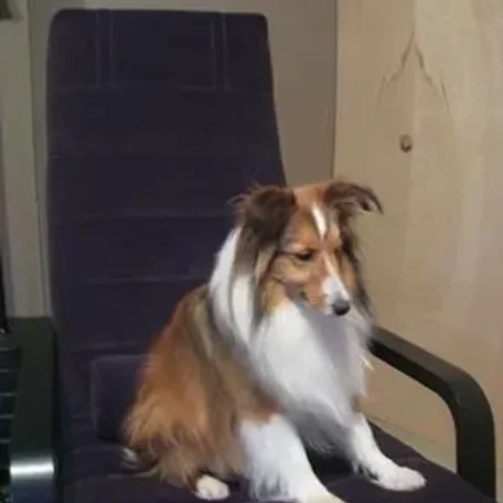We lost our family dog Linus on the 4th of July. If you see him please reply to this post or call us at 703-447-1575 with location and time of the sighting.