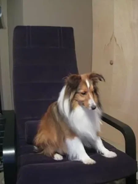 We lost our family dog Linus on the 4th of July. If you see him please reply to this post or call us at 703-447-1575 with location and time of the sighting.