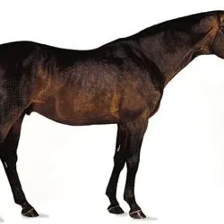 History of the Thoroughbred Horse