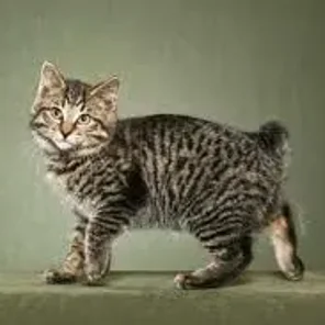 Kurilian Bobtail