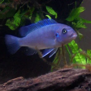 Cichlids - African