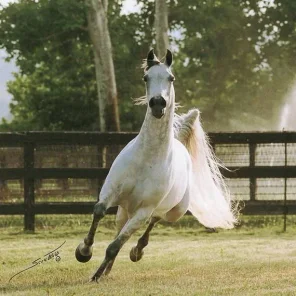 Gaishea