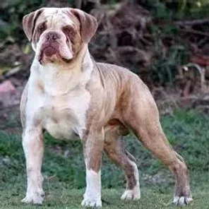 Bulldog Campeiro