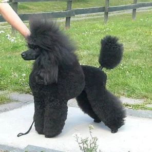 Medium Poodle