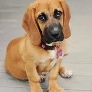 Bassugg (Designer Dog)