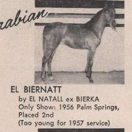 EL BIERNATT