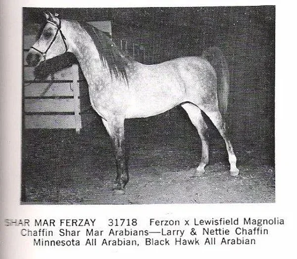 For the next three decades horses such as Gazon, Galatina, Raffon, Gavrelle, Gai Adventure, Gaizon, Ga-Rageyma, Gafferra, Ga-Gajala, Shar Mar Ferzay and Gai Champion became famous in their own right and helped perpetuate the Gainey "look".