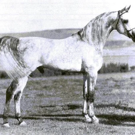 El Hilal 1966 Straight Egyptian Stallion.