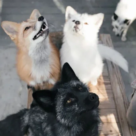 Friendly Foxes’ Genes Hint How Dogs are Domesticated