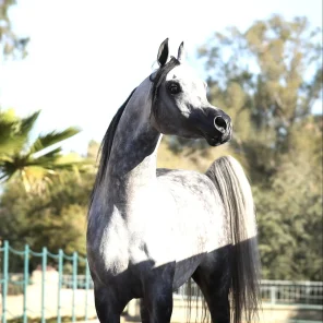 Sharif Al Zobair