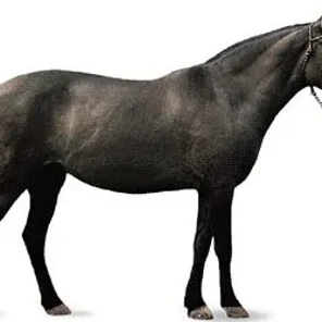 Thoroughbred Horse - Pt 2